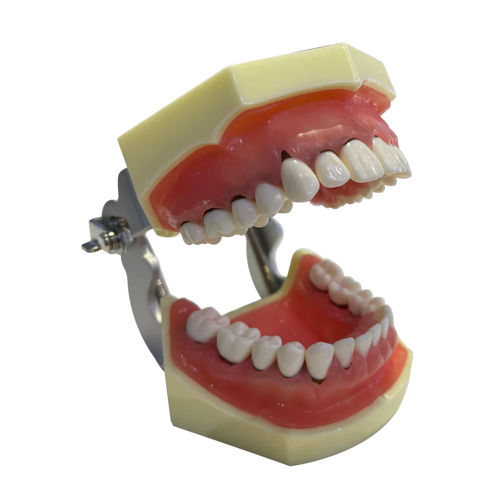 

Teeth Model Dental Model Periodontal Exercise Model Oral Pathology Removable Tooth
