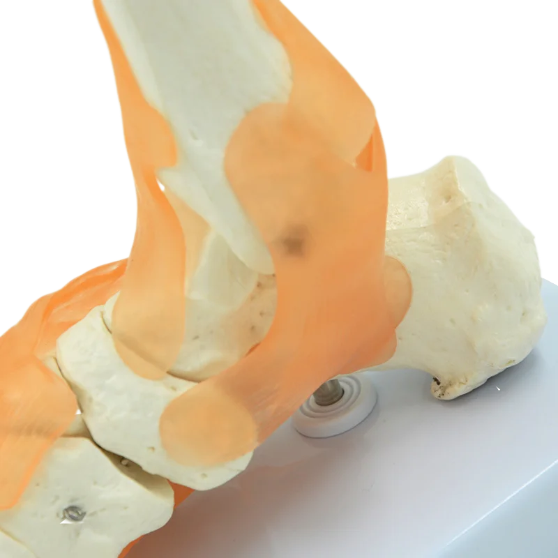 Human Joint Model Foot Include Ligaments Medical Science Life Size Ankle Anatomically Teaching Resource