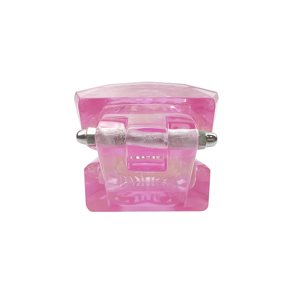 Normale Dental Modell Zähne Dental Lehrmodell Transparent Blau Rosa Zahnmedizin Erwachsene Zähne Modell Für Studieren Bildung Display – Detail 16