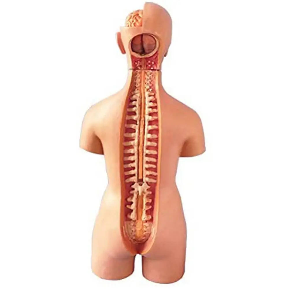 Human Torso Body Model Anatomy Anatomical Medical Internal Organs For Teaching 5