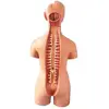 Human Torso Body Model Anatomy Anatomical Medical Internal Organs For Teaching 5