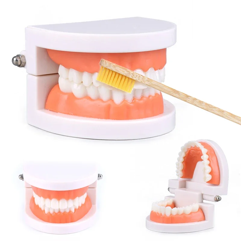 

White Tooth Veneer Teeth Model Toy Dental Standard Oral Model Dentistry Teaching Kindergarten Demonstration Brushing Tteeth Tool