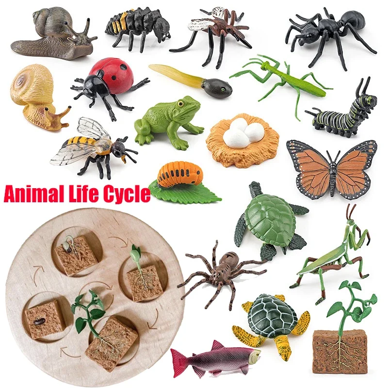 Animal Life Cycle Board Children Toys Montessori Teaching Aids Plant Animal Growth Cycle Model Set preschool cognitive Toys 2