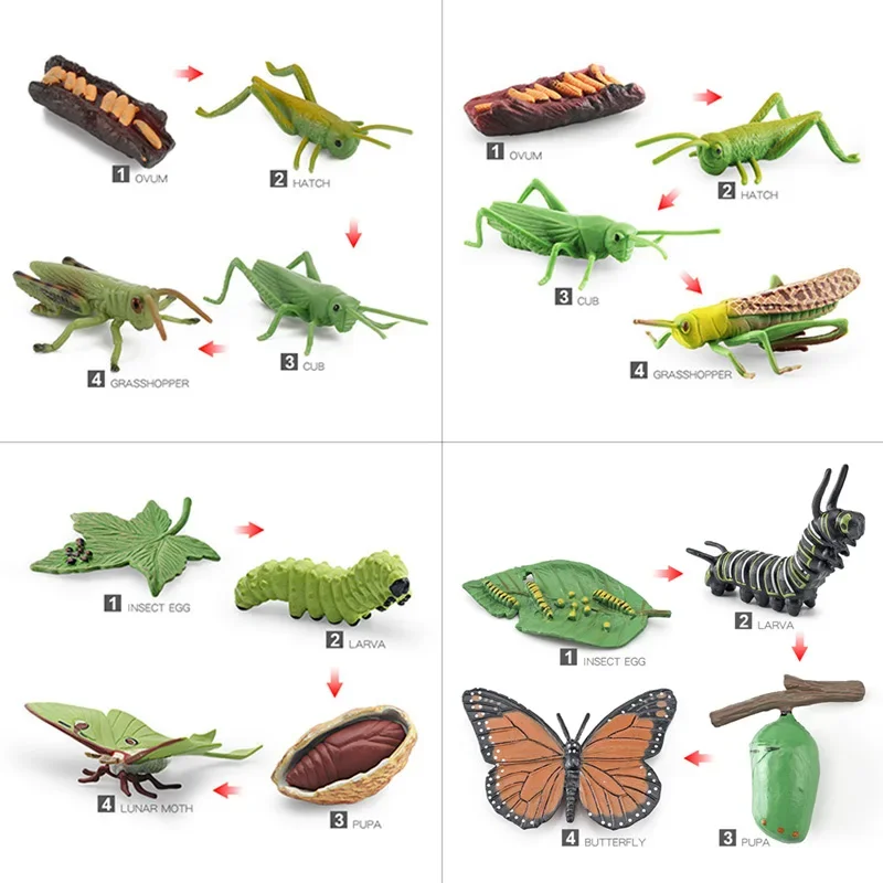 Simulated small animal model toy growth life cycle frog turtle chicken Montessori kindergarten teaching aids 4