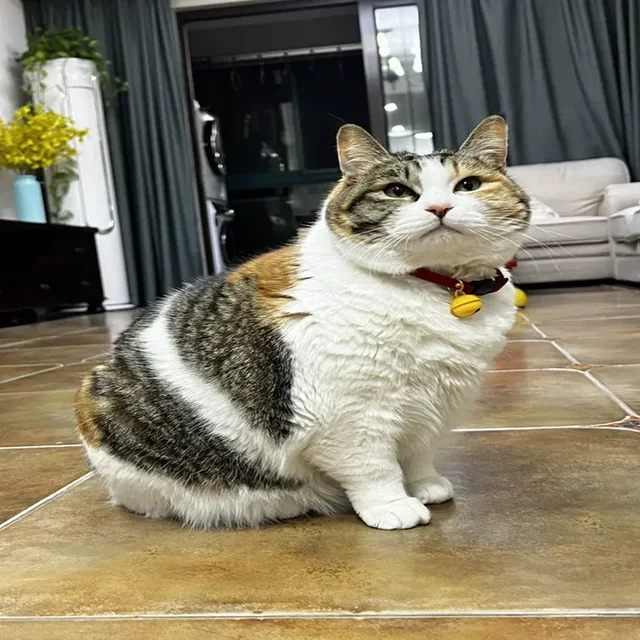 2025 New Classic Pet Bell Cat Collar Cat Neck Jewelry Bell Pet Collar With Safety Clip Easy To Take Off The Classic Pet Design 3