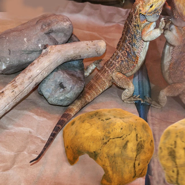 Bearded Dragon Decor