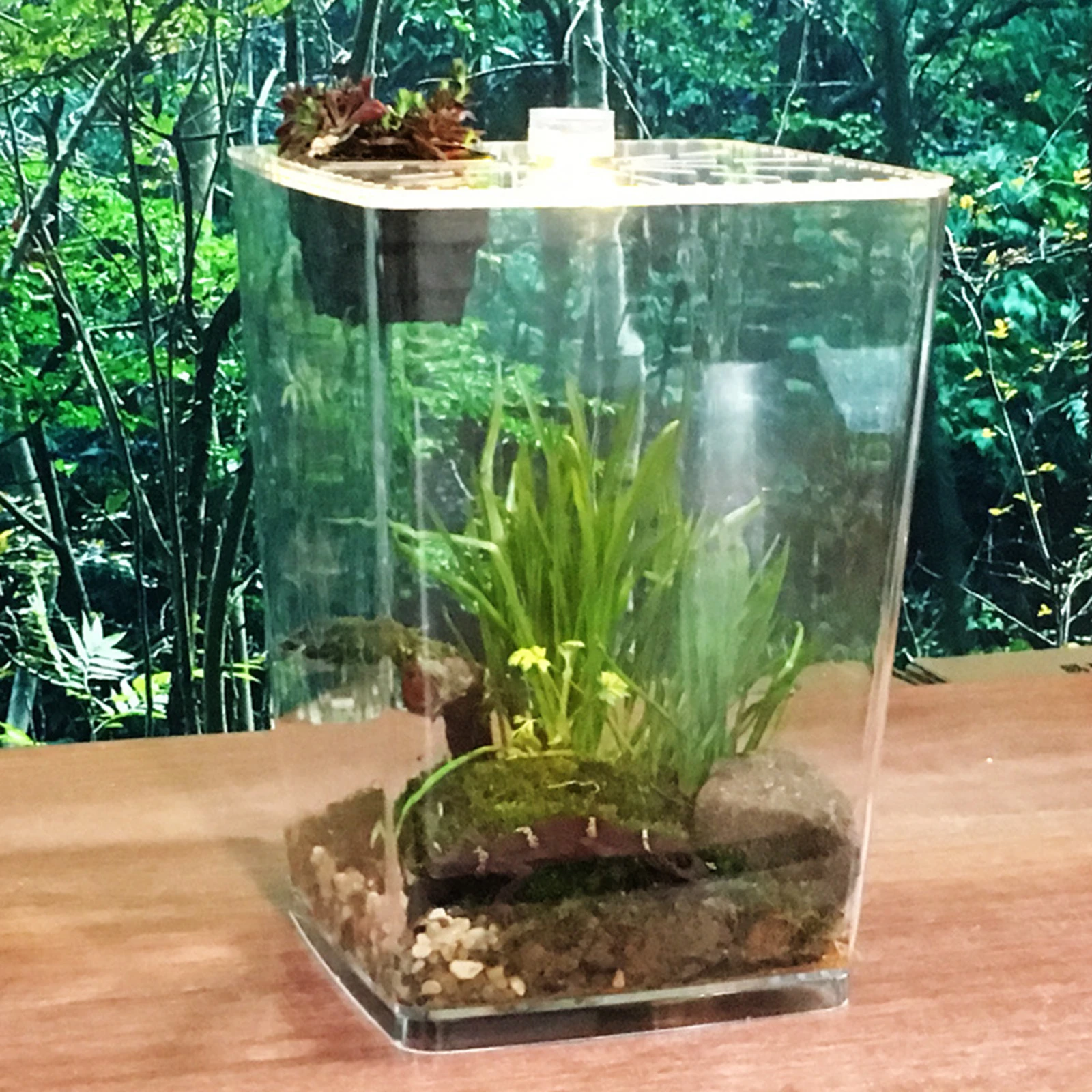 

Transparent Acrylic Reptile Breeding Box, Transparent, Creative, Spider, Scorpion, Pet Hatching, Plastic