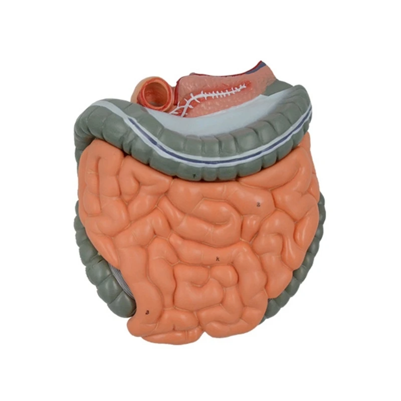 

Human Digestive System Anatomy Model for Diseases Study, Large Intestine and Cecum Anatomy Model with Remvable Parts