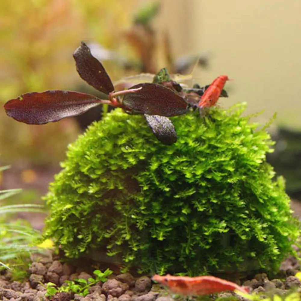 Marimo Moss Ball Filter Live Aquarium Plants Algae Fish Shrimp Tank  Ornament Decor Seaweed Ball Landscape Aquarium Accessories