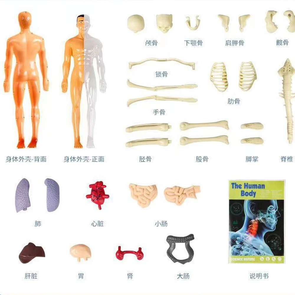 Modelo de Torso de cuerpo humano 3D desmontable, juguete de aprendizaje  temprano, juguetes DIY, sistema visceral Adultos perfke Anatomía del cuerpo  humano