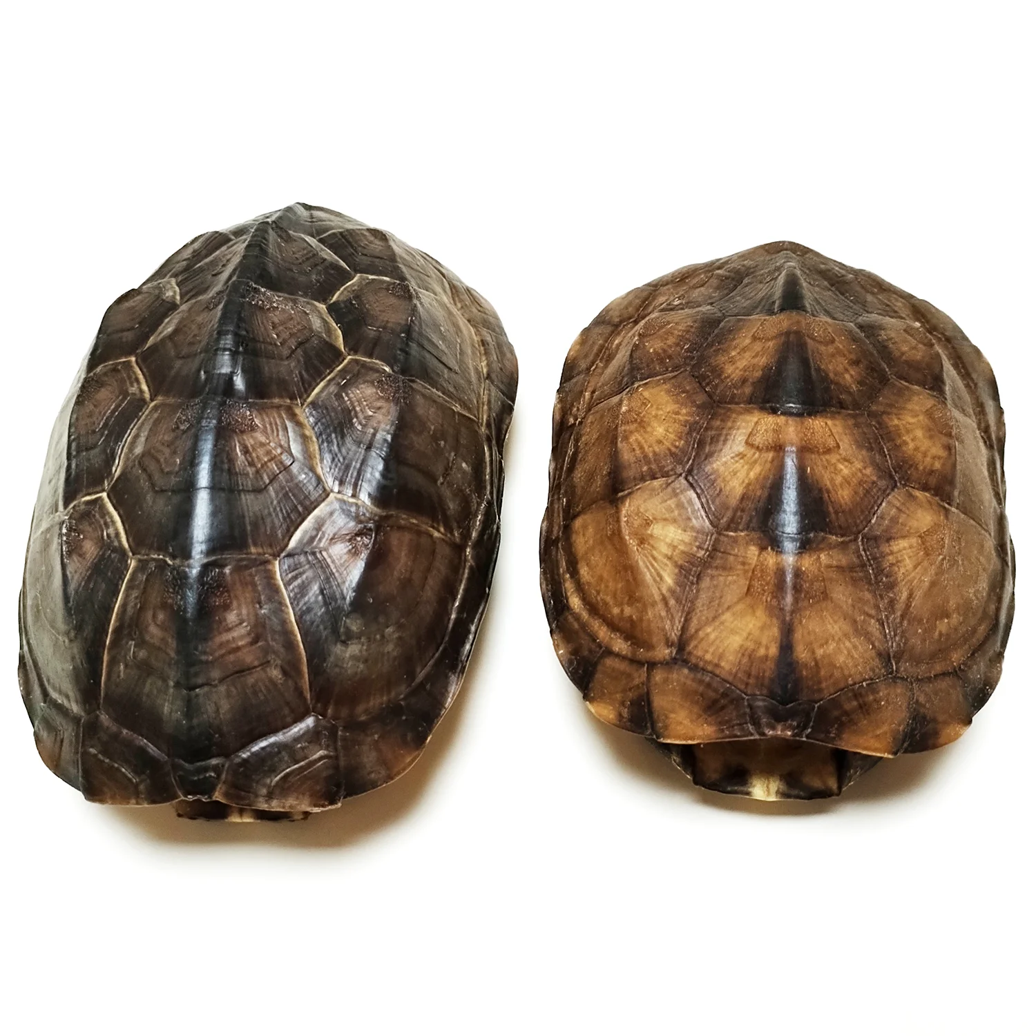 亀の甲羅風骨製装飾品セット すっぽんの甲羅 亀の甲羅風骨製装飾品セット すっぽんの甲羅