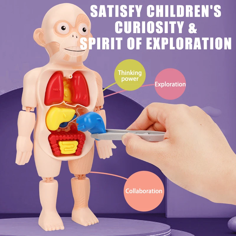 Children's Montessori 3D Puzzle Human Body Anatomy Model Educational Learning Organ Assembled Toy Body Organ Teaching Tool 3