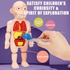 Children's Montessori 3D Puzzle Human Body Anatomy Model Educational Learning Organ Assembled Toy Body Organ Teaching Tool 3