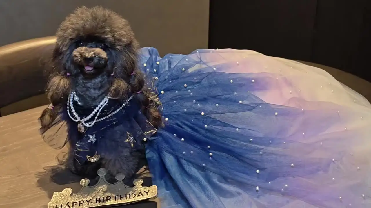 Handmade Gradient Blue Pearl Embellished Luxury Dog Wedding Dress Elegant  Noble Gown with Trailing Skirt for Pets - AliExpress 15