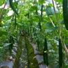 Garden Climbing Net Trellis Netting Heavy-Duty Plant Support Stand for Flowers Vegetable Vine Orchard Gardening Tools 6