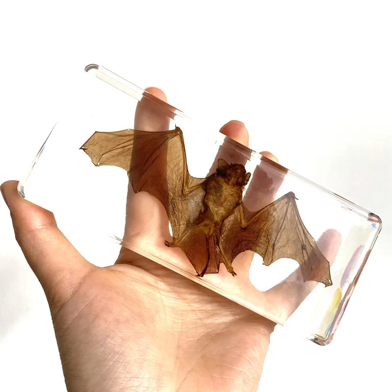 Bat specimen animal paperweight bat Taxidermy Collection embedded In Clear Lucite Block Embedding Specimen