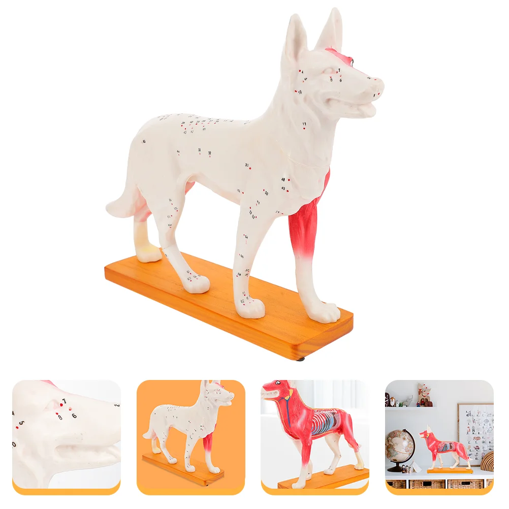 

Dog Acupoint Model Canine Acupuncture Chinese Medicine Decorating Tools Animal Body Anatomical Pvc Professional Child