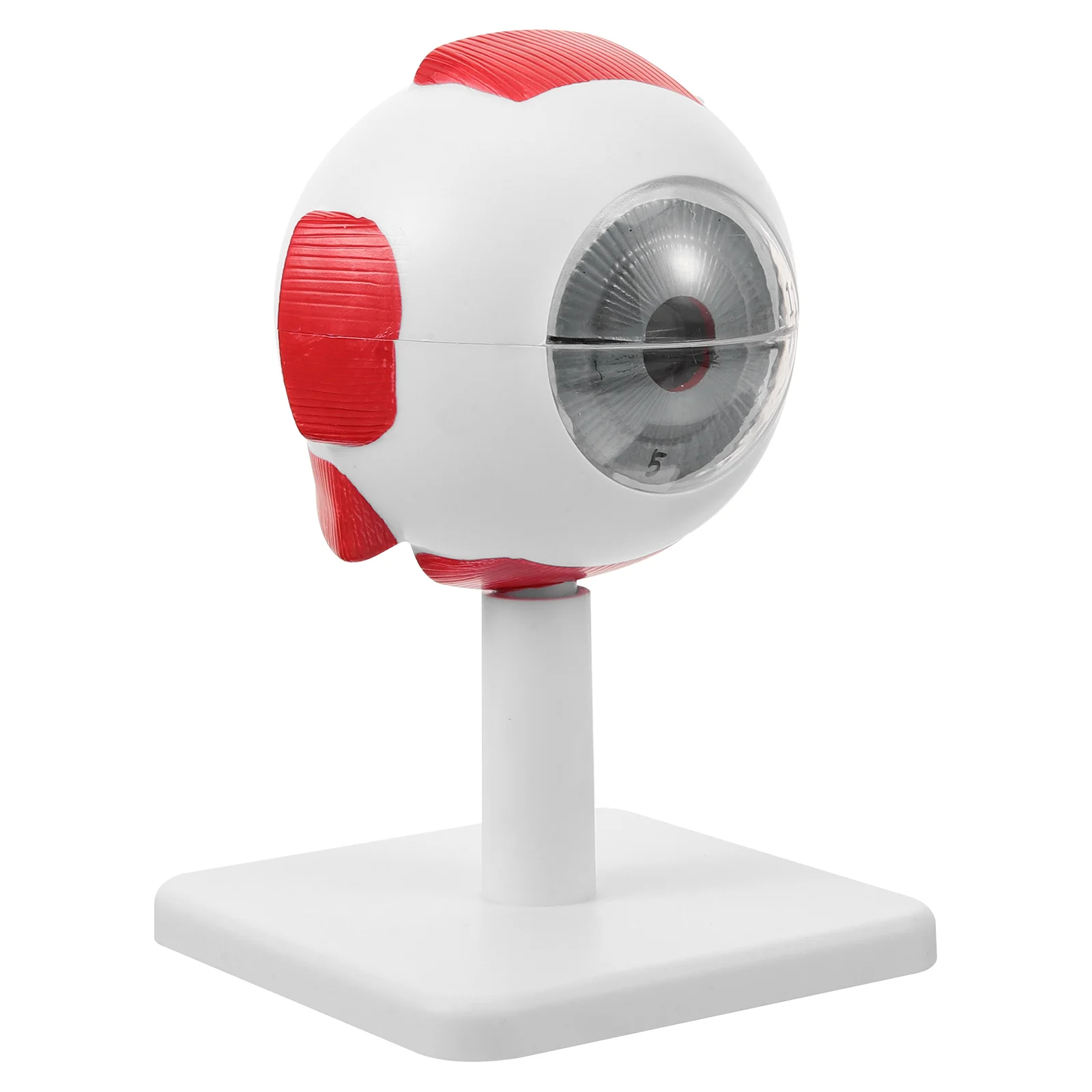 

Модель глаз, анатомические модели глазного яблока для обучения, медицинский инструмент, анатомическое тело человека