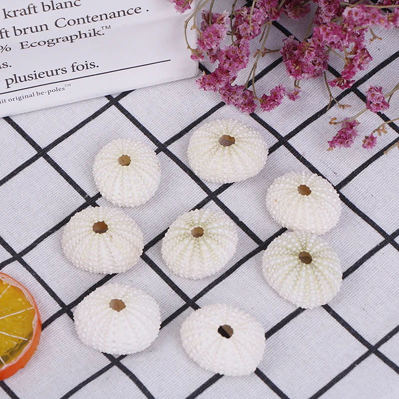 2pcs Natural Sea Urchin Shell Conch Tillandsia Potted Plant Home Decoration Hot!