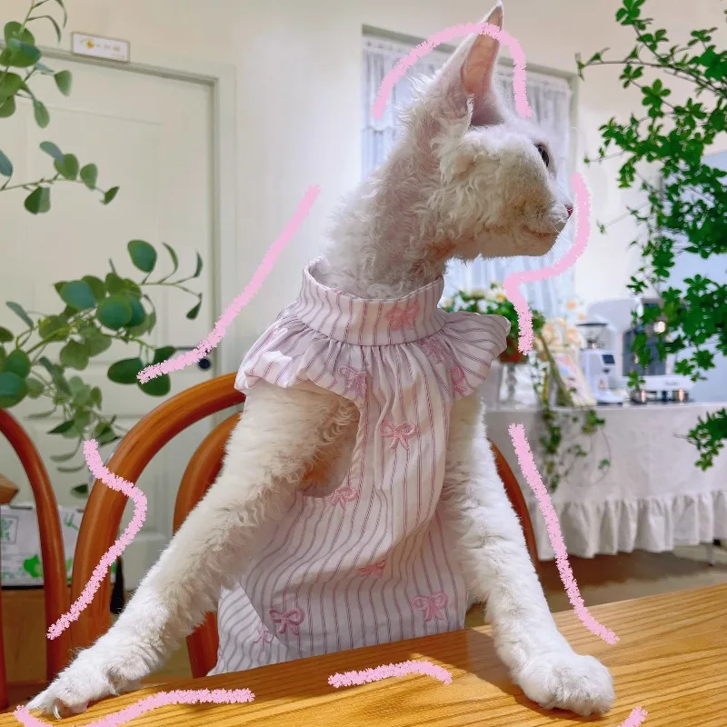 스핑크스 털이없는 고양이 옷 여름 애완 동물 활 스커트 독일 고양이 귀여운 작은 투명 레이스 스트라이프
