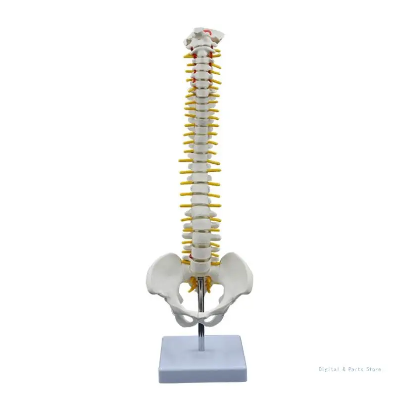 

M17F 17.7Inch Full Spine Bone Model Show Vertebrae Nerves Lumbar Column Male Pelvis