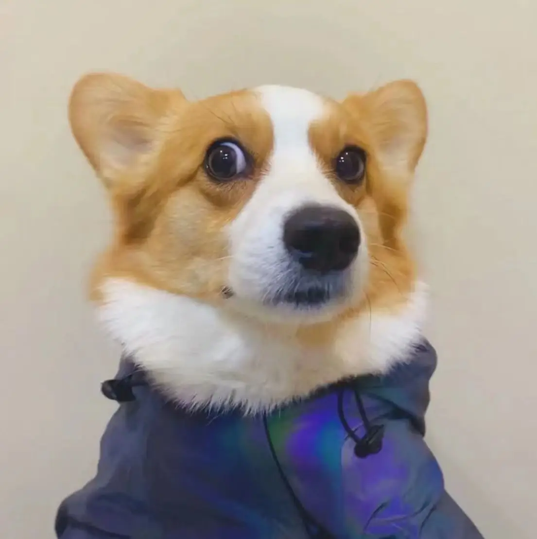 dream comes true Store