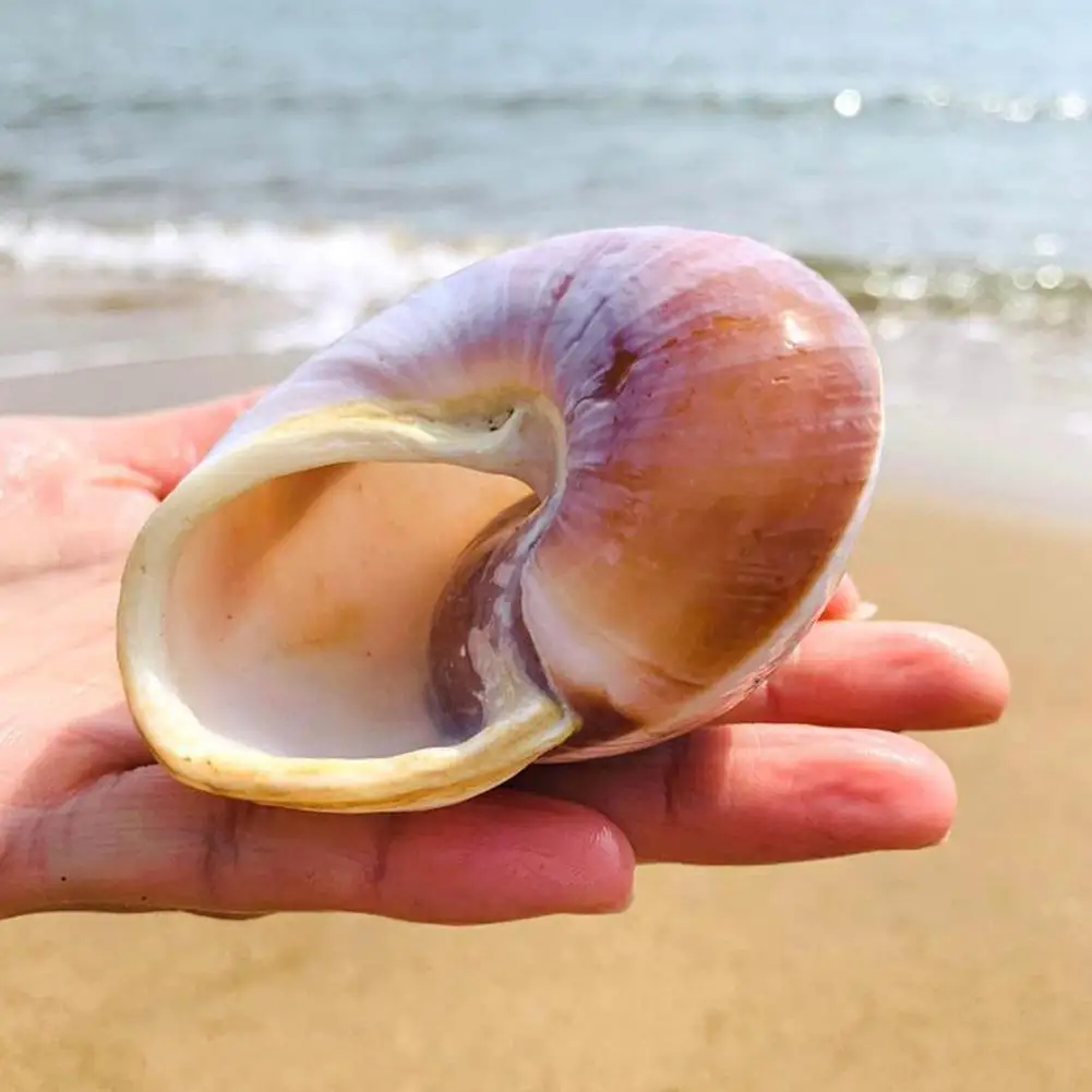 Natural Shell Ornaments Seashell Conch Bread Snail Natural Mediterranean Home Aquarium Collectibles Toys 5-7cm Decoration Gift