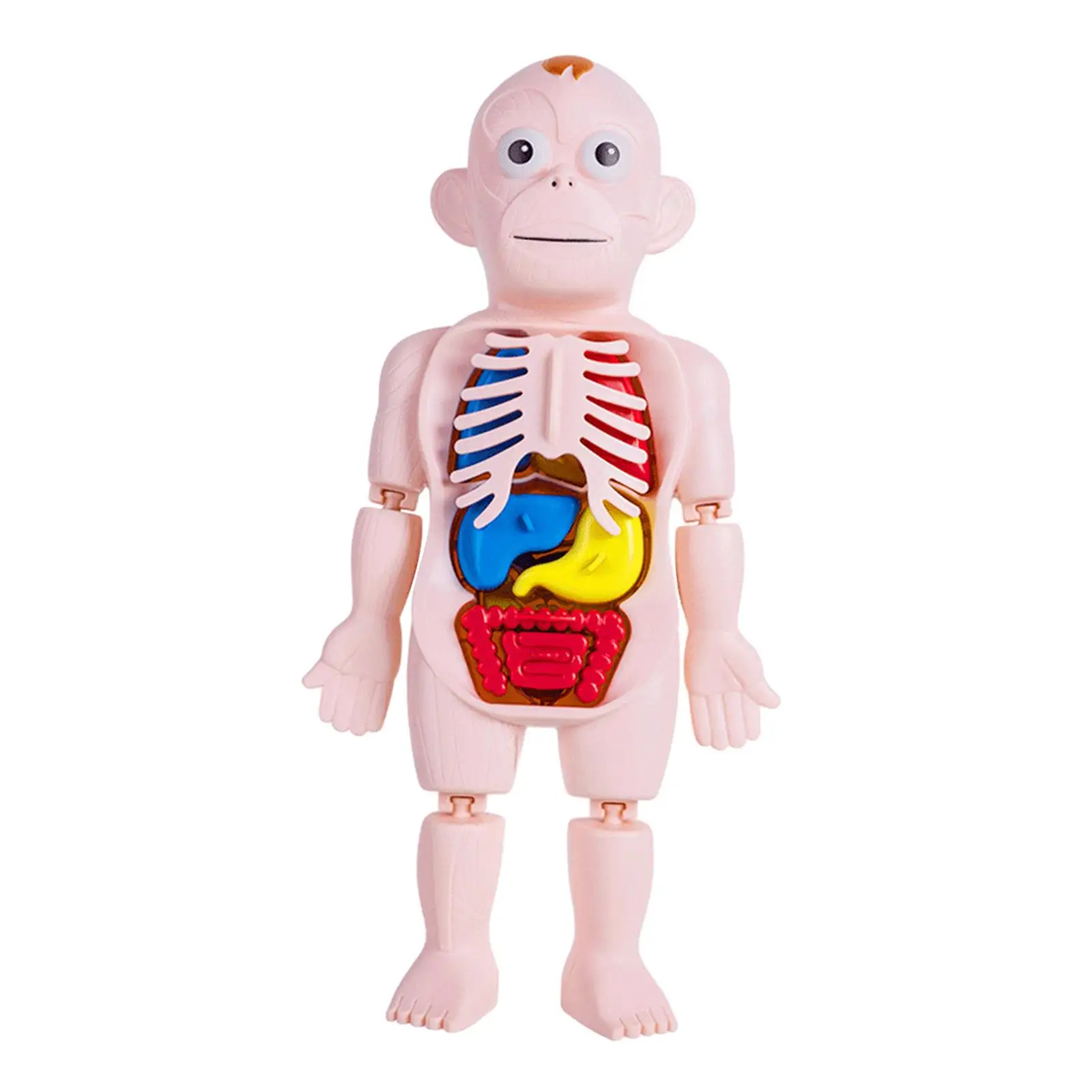 

Human Body Model for Kids Body Parts Organs for Home Demonstration Preschool