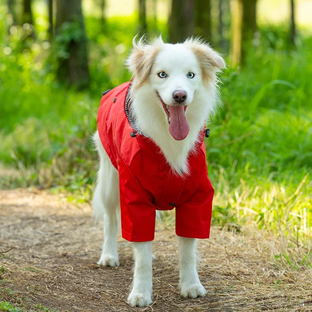 Arriba 63+ imagen burberry dog raincoat Abzlocal.mx