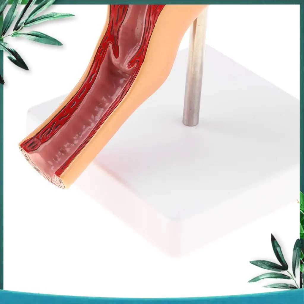 Female Reproductive Anatomy Model 5