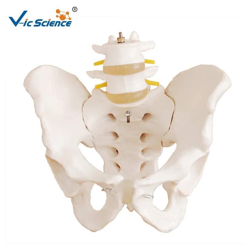 

Life-Size Pelvis with 2pcs Lumbar Vertebrae and Human Medical Teaching Skeleton