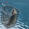 Big Fish Net Head New Big Material Defense Hook Fishing Net Head Large Deepen Fishing Single Net Head