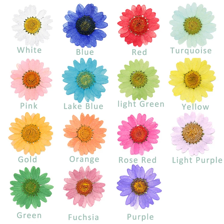 

Good 1080 pcs Pressed Press Dried Daisy Dry Flower Plants For Epoxy Resin Pendant Necklace Jewelry Making Craft DIY Accessories