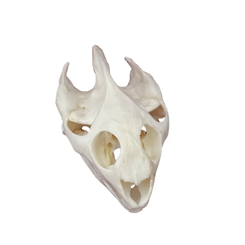 1pcs Pieces of Sea Turtle Skull Crafts Jewelry, Educational Taxidermy Monster Skull Specimen Collection 5
