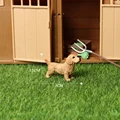 Cocker dog-1
