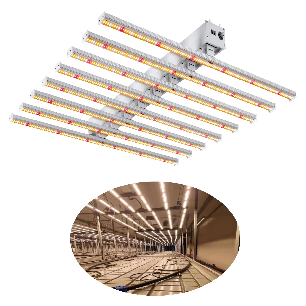 

Приглушаемая яркость освещения для выращивания растений, 6 дюймов, 8 баров, 1000 Вт, светодиодное освещение для выращивания растений в помещении, 1000 Вт