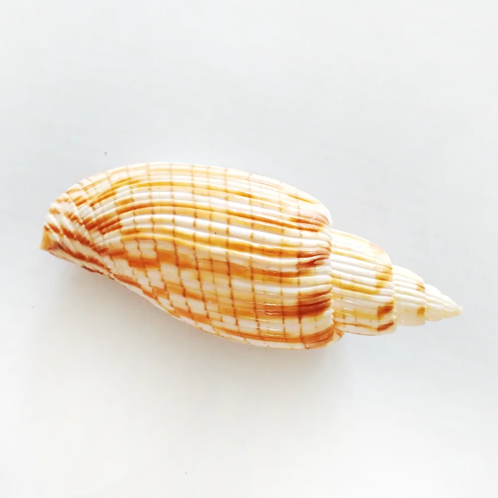 9-11CM Corn Scroll Snail Real Sea Shell Lyria Kurodai Conch Wedding Table Decoration Specimen Conch DIY House Office Decor