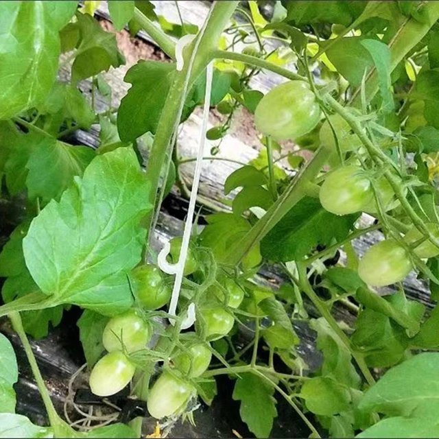 20/50/100 Darabos Műanyag Növényi Tartó Tartós Támogató Klipek Szőlő Kerti Zöldségek Típusú Növények Lógó Támogatás - Image 5
