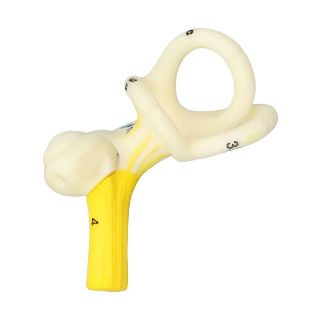 Ear Semicircular Canal Cochlea Anatomical Model Ear Labyrinth Model Human Ear Model Inner Ear model 5X Magnification Clear Model 6