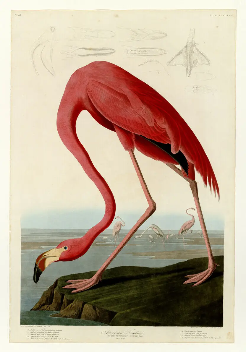 

Audubon’s American Flamingo Vintage Birds Art print Silk poster Home Wall Decor