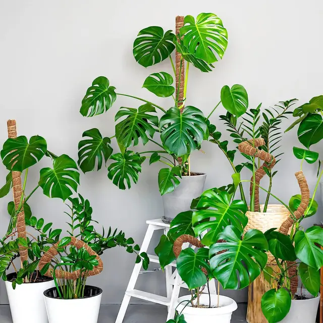 Plant Moss Coir Pole Bendable Plants Climbing Support Extension Palm Vines Stick Indoor Balcony Garden Courtyard Flower Decor 2