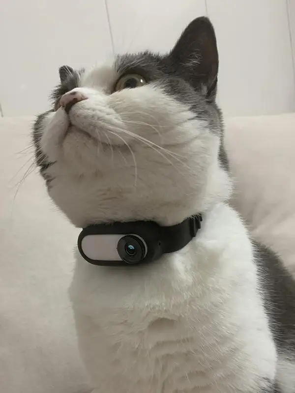 Insta 360 GO 2 ׼ Ʈ ī޶ Ʈ Ǹ ȣ Ŀ ո    Ʈ  Ʈ Cat Colla,  ƿ Ȱ ƼƼ, ȣ, , 
