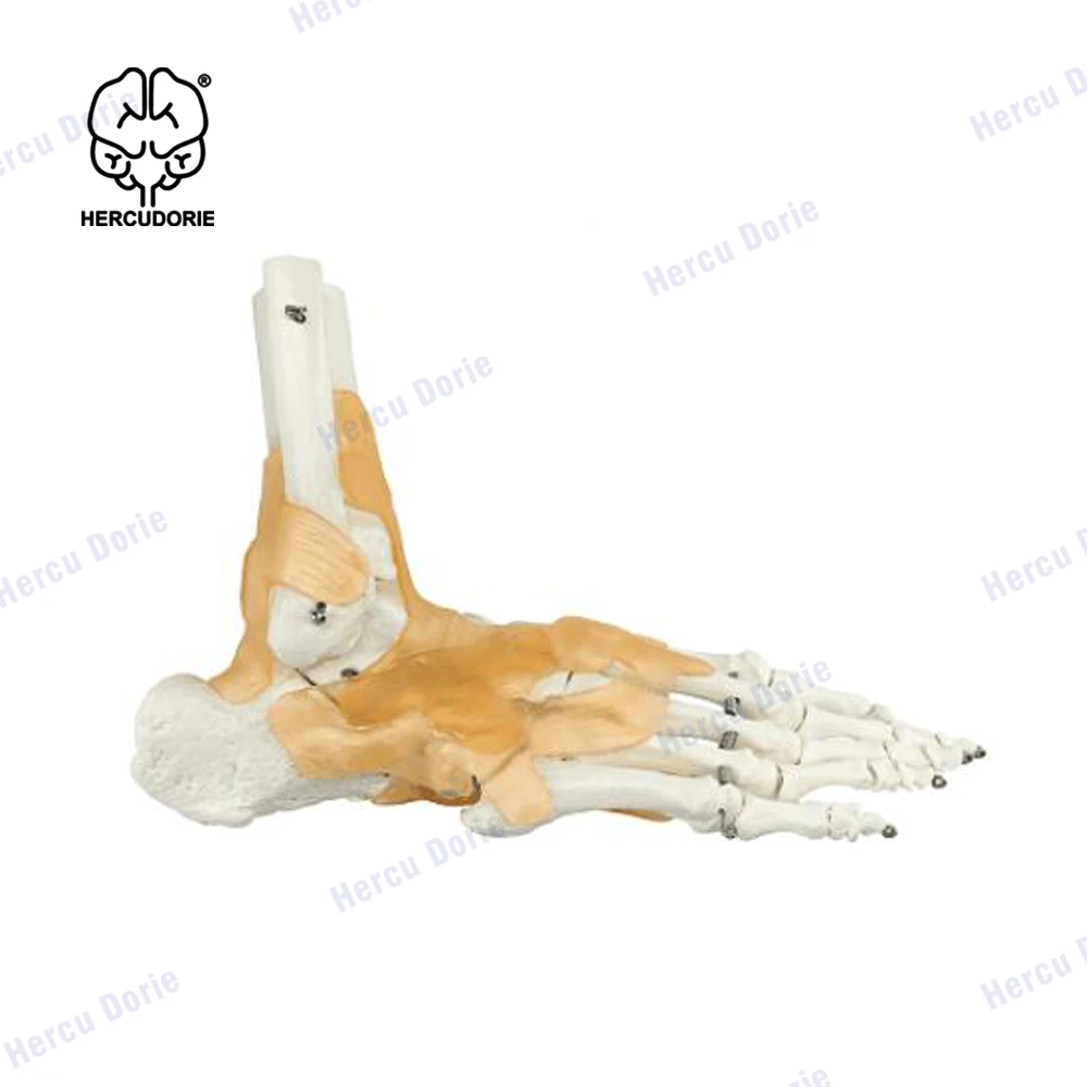 Foot Joint Model Human Foot Ankle Joint Model with Ligament Medical Science Life Size