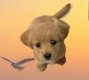 Happy Puppy Store