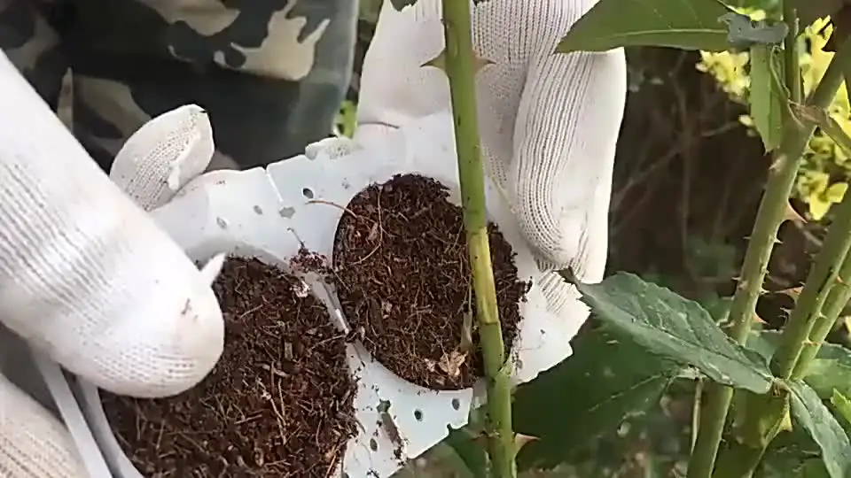 Vasetti Aeroponica 2 Pollici 10 Cestini Rettangolari In Rete Per Idroponica – Bianchi, Misura 2x2 Pollici, Per Cloni E Germinazione Vasi Rete Per Aeroponica 2x2 Pollici - Foto 8