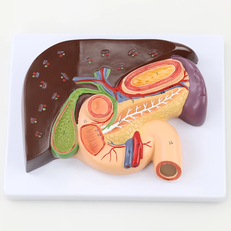 

Human Liver Pancreas Duodenum Spleen Anatomy Pancreatic Anatomy Model Medical Science Teaching Educational Supplies