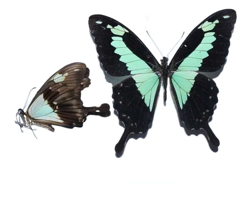 Campione Di Farfalla Reale - Esemplare Da Collezione Per Entomologia E Decorazione