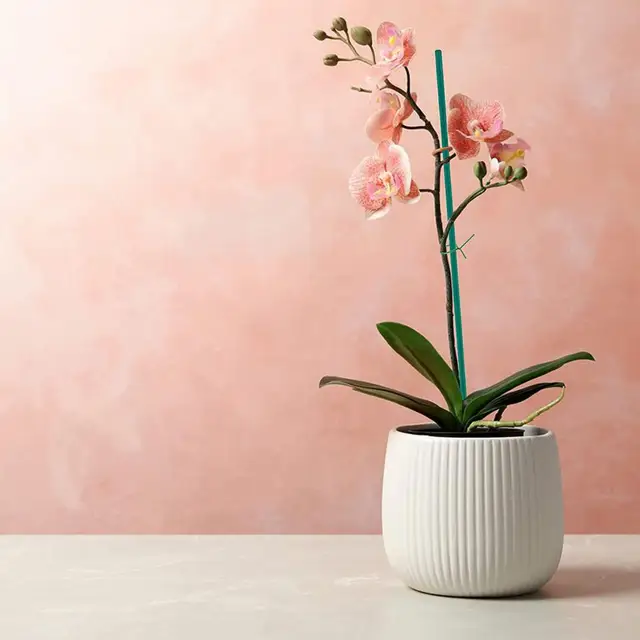 50 db Egyedi Növénynövekedés Tét Bambusz Virágüzem Támogató Többcélú Növényi Mászó Kerti Rácsos Virágok Állványok - Image 6