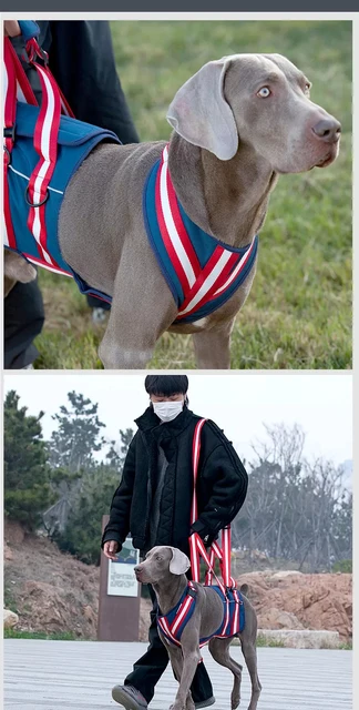 Imbracatura Sollevamento Cani - Gilet Per Cani Anziani O Disabili, Tessuto Oxford, Taglie S-XL - Foto 10
