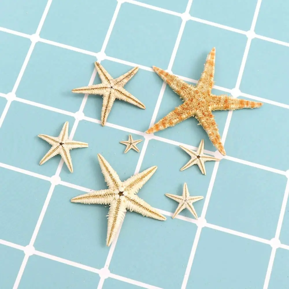 1-5CM Natural Starfish Seashell Coquillage Decoration 20/50/100PCS Boxed Aquarium Decoration Ornament Accessories